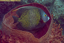 French angelfish